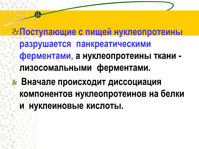 Поступающие с пищей нуклеопротеины  разрушается  панкреатическими ферментами, а нуклеопротеины ткани - лизосомальными
